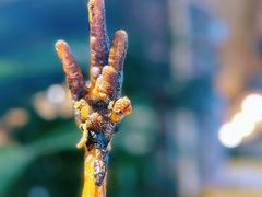 -老号尤兔头(幸福店)