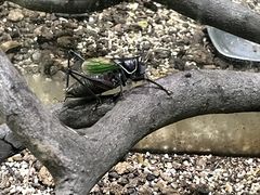 -上海昆虫博物馆