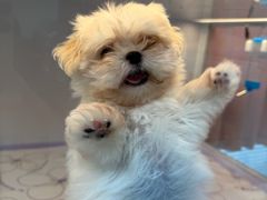 -翊宠yipet猫狗购宠庄园犬舍•猫舍