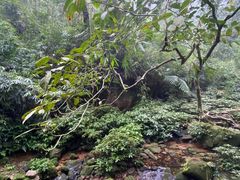 -海南热带雨林国家公园吊罗山景区