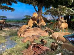 -国家自然博物馆