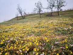 -汉长安城未央宫国家考古遗址公园