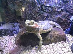 -海南热带野生动植物园
