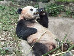 -都江堰中华大熊猫苑