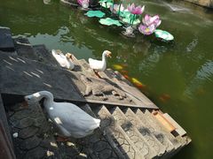 -豫园湖心亭茶楼