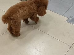-宠福鑫康馨动物医院·骨科·眼科
