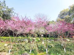 -重庆彩云湖湿地公园