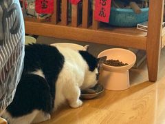 -芭比堂动物医院(广州爱宠下渡路分院)