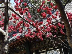 -桃花堤公园