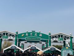 -荷兰花海