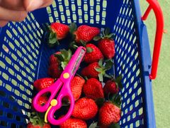 -光明小镇欢乐田园