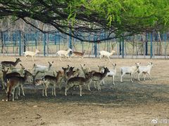 -北京麋鹿生态实验中心