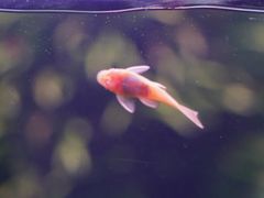 -暹罗海洋世界