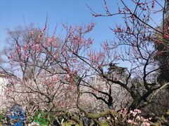 -南京古林公园