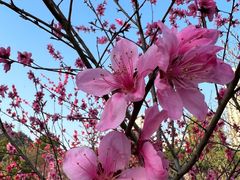 -桃花岭景区
