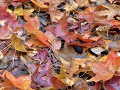 -森林公园(尖草坪区)