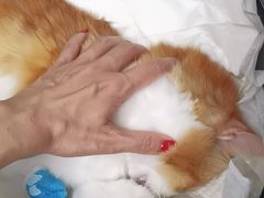 -纳吉亚猫专科动物诊疗中心(蒋宅口分院)