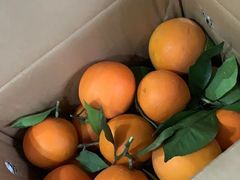 -双福水果批发市场