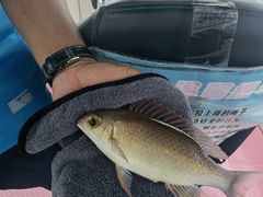 -小猫钓鱼海钓俱乐部(椰梦长廊店)