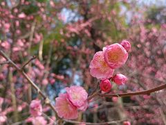 -望江楼公园