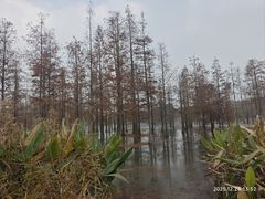 -白鹭湾湿地公园