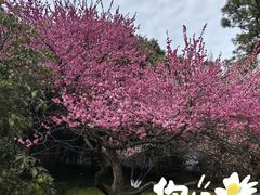 -杭州植物园