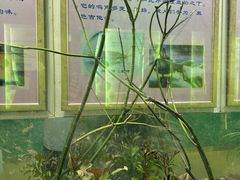 -上海昆虫博物馆