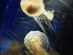 -欢乐海岸海洋奇梦馆