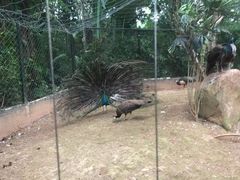 -海南热带野生动植物园