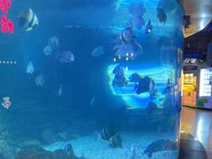 -烟台海昌鲸鲨海洋公园