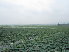 -微山湖红荷湿地景区