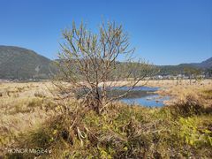 -腾冲北海湿地