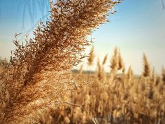 -野鸭湖国家湿地公园