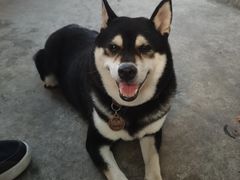 -柴犬高等学院·狗咖·柴犬售卖·宠物训练