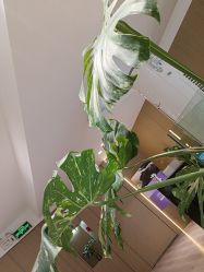 -海菲秀黑钻·SELF SKIN悦己·Tech SPA