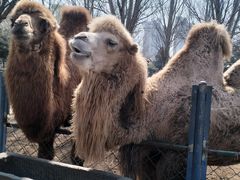 -长白岛森林公园