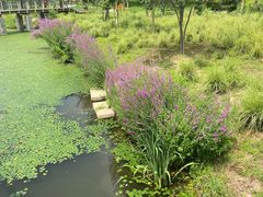 -东郊湿地公园