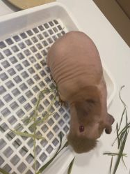-Moni星球萌宠·小马宝莉·灵蛇·高端高阶全萌宠互动体验俱乐部(红豆国际广场店)