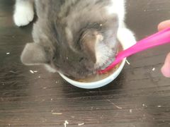 -滚猫咖啡·猫咖·猫友好撸猫(未来城店)
