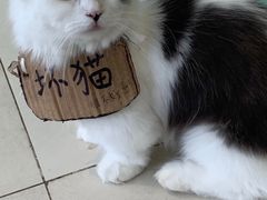 -怪兽屋·羊驼·猫咖·狗咖(俊华广场店)