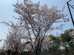 -武汉园博园(武汉自然博物馆)