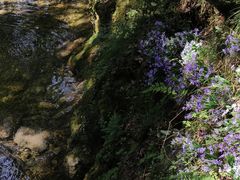 -牛背梁国家森林公园