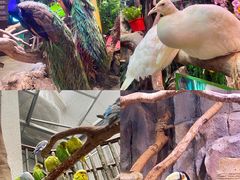 -正佳雨林生态植物园