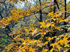 -阳台山自然风景区