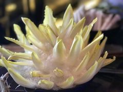 -王家渡火锅(金宝汇店)