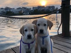 -爱妮康宠物医院·干细胞免疫细胞·肿瘤·心脏(张江店)