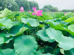 -洪湖生态旅游区