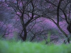 -新建村梅花