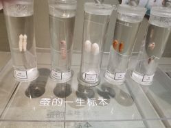 -太湖雪蚕桑文化园