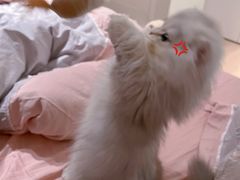 -momokira米努特·德文卷毛猫·棉花面纱犬